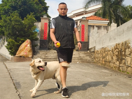 深圳寵物訓練家養狗狗訓練的注意事項